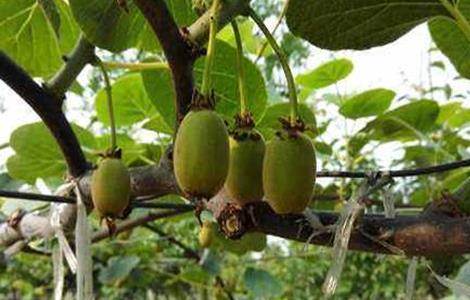 红心猕猴桃整形修剪技术（红心猕猴桃的修剪方法）