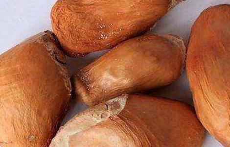 榴莲种子怎么种 榴莲种子怎么种植