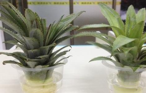 菠萝叶子怎么种水培 菠萝叶子怎么种水培叶子发黄