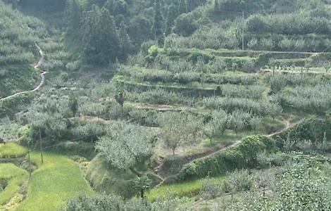 雪梨种植适宜地（雪梨种植基地）