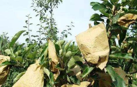 苹果摘袋时间和摘袋后管理要点 苹果摘袋时间和摘袋后管理要点有哪些