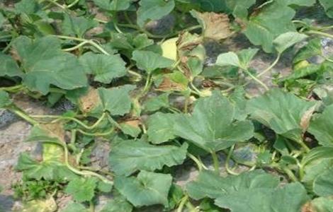 甜瓜塌秧发生原因及防治方法（甜瓜塌秧发生原因及防治方法是什么）