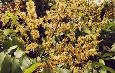 芒果只开花不结果原因及防治方法 芒果只开花不结果原因及防治方法图片