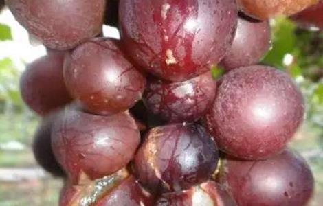 葡萄套袋后烂果是什么原因 葡萄套袋为什么会烂