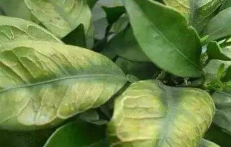 柑橘叶面肥施什么，喷肥注意事项 柑橘花期能喷叶面肥吗