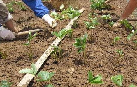 草莓定植成活率不高（草莓多少温度定植成活率高）