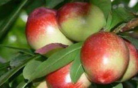 油桃怎么嫁接，油桃嫁接小技巧（桃树可以嫁接油桃吗）