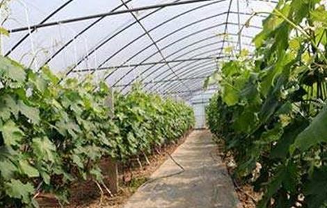 大棚葡萄怎么追肥 大棚葡萄什么时候用底肥