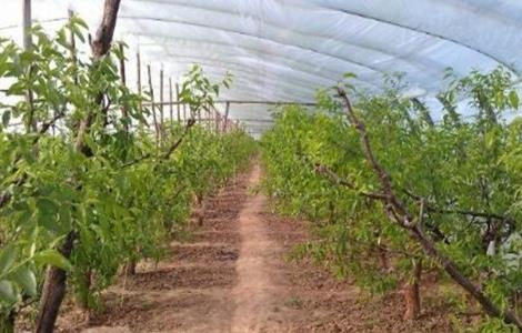 果树设施栽培有几种模式 果树设施栽培有几种模式图