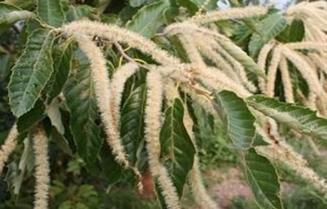 板栗只开花不结果原因及预防措施（板栗树只开花不结果是什么原因?）