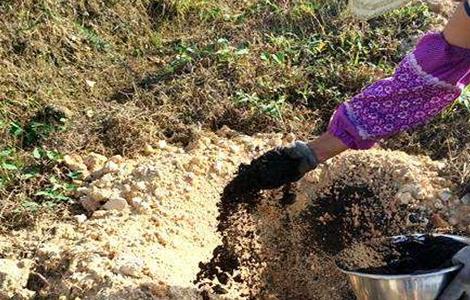 猕猴桃什么时候施肥,猕猴桃施肥方法