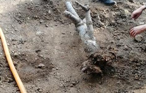 樱桃死树原因及防治措施 樱桃死树原因及防治措施有哪些