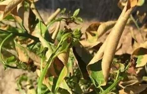 果树肥害怎么办 果树肥害的典型症状