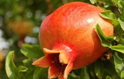 石榴叶子卷曲的原因(石榴花叶子卷曲是什么情况)