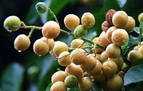 黄皮果根腐病的防治措施 黄皮果根腐病的防治措施