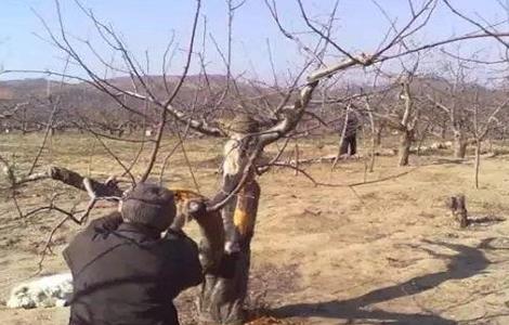 果树冬季刮皮的方法（果树刮皮好处）