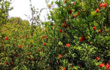 石榴 只开花不结果 什么原因