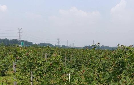 黑莓种植技术和管理（黑莓的种植与管理技术）