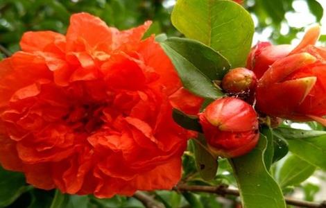 如何促进石榴开花（如何促进石榴开花的方法）