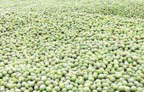 核桃采收时间和注意事项 核桃采收时间和注意事项图片