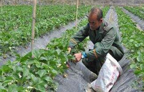 草莓冬季施肥方法