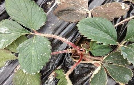 草莓移栽死苗怎么办（移栽的草莓苗蔫了怎么办）