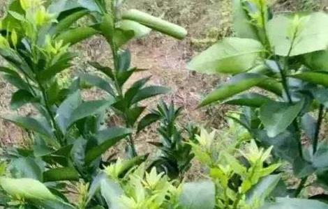 如何促进柑橘秋梢老熟 如何促进柑橘秋梢老熟