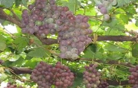 葡萄灰霉病的防治措施 葡萄灰霉病的防治措施视频