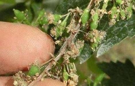 葡萄灰霉病的防治措施