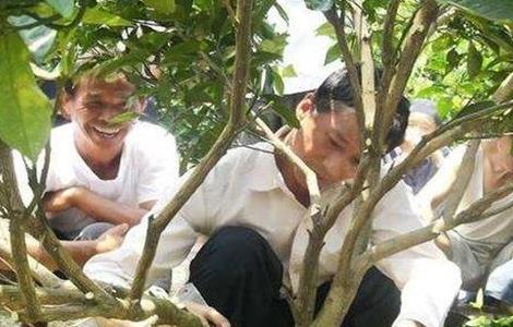 沙糖桔环割方法及注意事项（沙糖桔先环割还是先控稍）