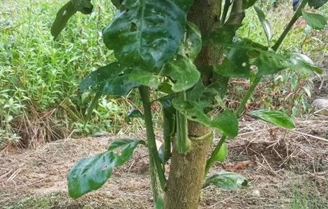 砂糖桔环割方法及注意事项