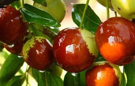 秋天成熟的水果有哪些 秋天成熟的水果有哪些二年级