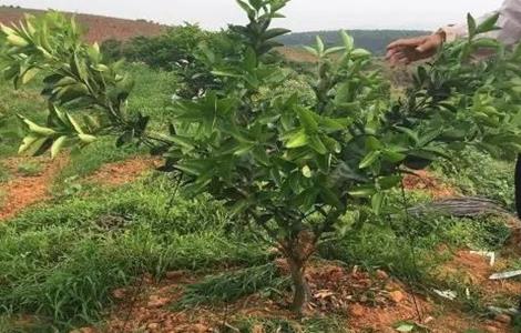 柑橘树修剪注意事项 柑橘树修剪注意事项和技巧