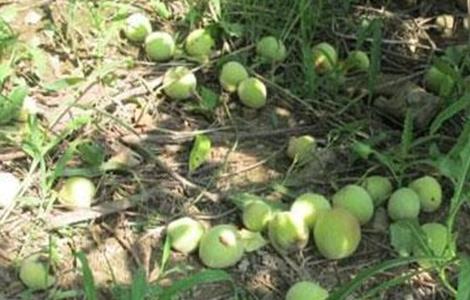 如何有效防止柿子落果 如何有效防止柿子落果的方法