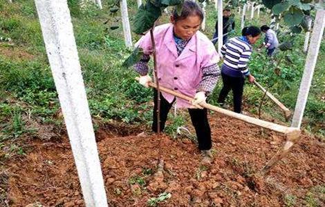 猕猴桃施肥时间（猕猴桃施肥时间是几月份）