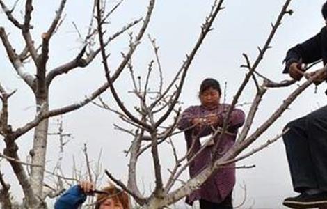 苹果树疏枝时间及方法 苹果树什么时间疏果