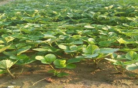 如何打破草莓休眠 如何打破草莓休眠期