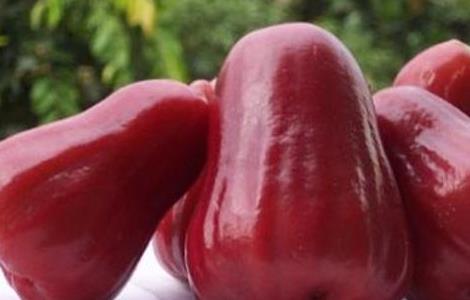 莲雾保鲜贮藏 莲雾贮藏方法