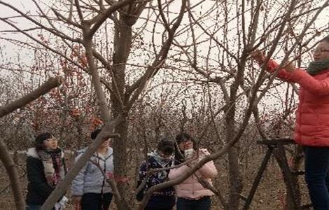 柿子树夏季修剪方法 柿子树夏季修剪方法图片