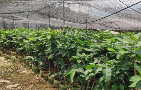 莲雾设施栽培要点 莲雾种植技术和适宜气候条件