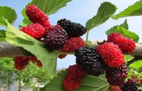 桑葚树为什么要修剪 桑葚树需要剪枝吗