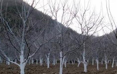 李子树冬季防冻措施 冬天李子树怎样保护