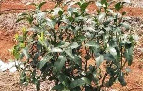 果树栽植如何提高成活率 果树怎样栽提高成活率