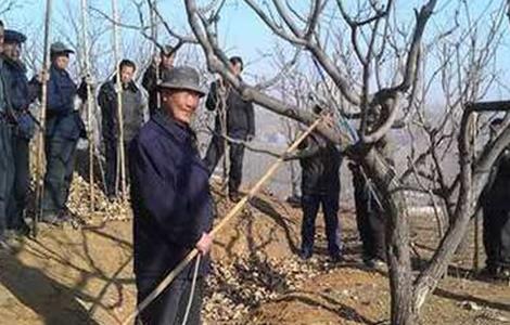 板栗树夏季修剪方法 冬季板栗树修剪方法
