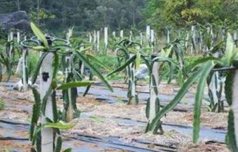 火龙果的三大育苗技术 火龙果育苗方法与技术