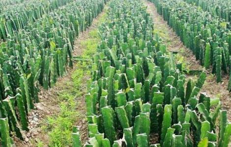 火龙果的三大育苗技术