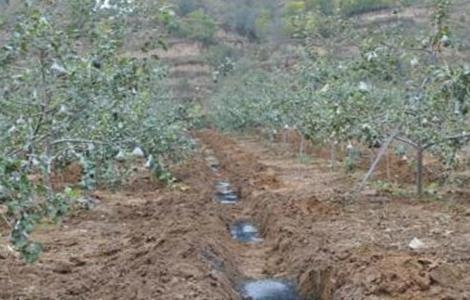 秋季果园施肥三原则（果园秋施基肥方法）