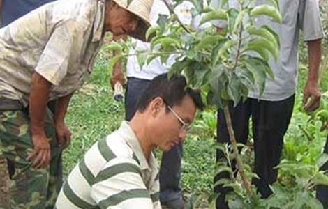 杏树的修剪技术 杏树的修剪技术与管理