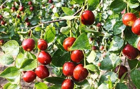 枣树落果是什么原因 枣树为什么落果