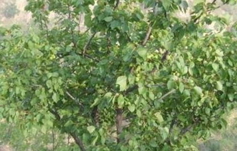 杏树采果后管理注意事项（杏树摘完果后如何管理）